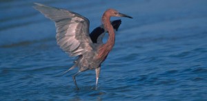 reddish-egret