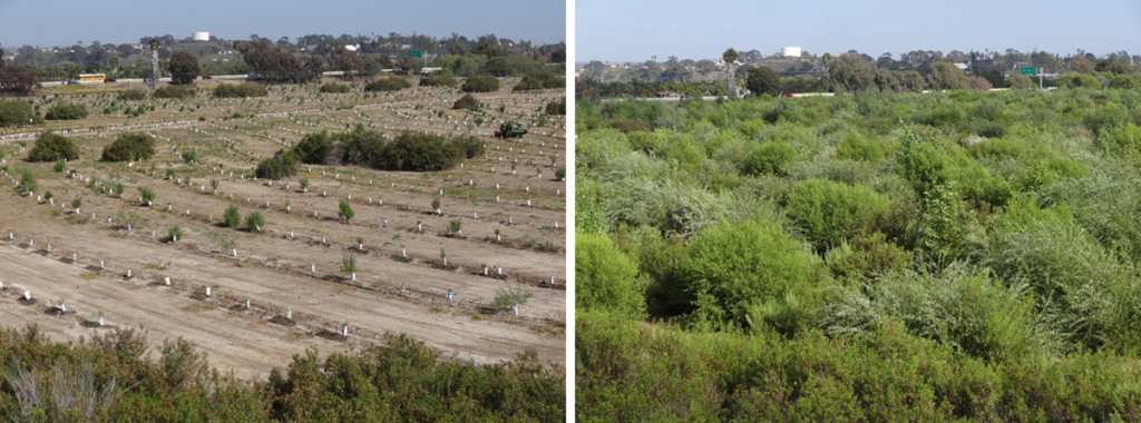 A portion of the Otay Delta Restoration Site in San Diego County after planting in 2012 (left), and the same area two years after planting in 2014 (right).