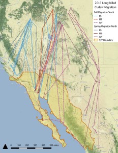 Figure 1. Satellite Tracks of Long-billed Curlews that breed in the Intermountain West. Created by Stephanie Coates.