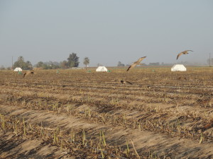 Figure 2. Long-billed Curlews in an irrigated asparagus field south of San Luis Río Colorado, Sonora, Mexico; December 19, 2016. Photo by Eduardo Soto. 