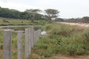 Although the permanent wetlands of Marismas Nacaionales are critical to aquatic birds, temporal wetlands like this one, where David encountered the marked Cinnamon Teal, also play an important role. 