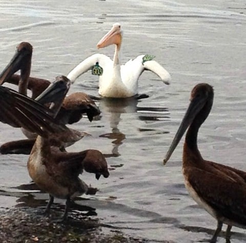 Pelicans stop in Iowa City on migration north