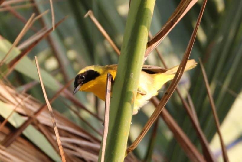 Belding’s Yellowthroat (Geothlypis beldingi) is an endemic species found only in Baja California Sur (photo courtesy of Pronatura Noroeste and UABCS).