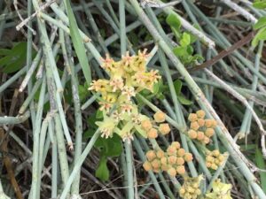  The Desert Milkweed (Ascelpias Subulata), is a native host plant for monarch butterflies in Arizona (photo courtesy of Sergio Avila).