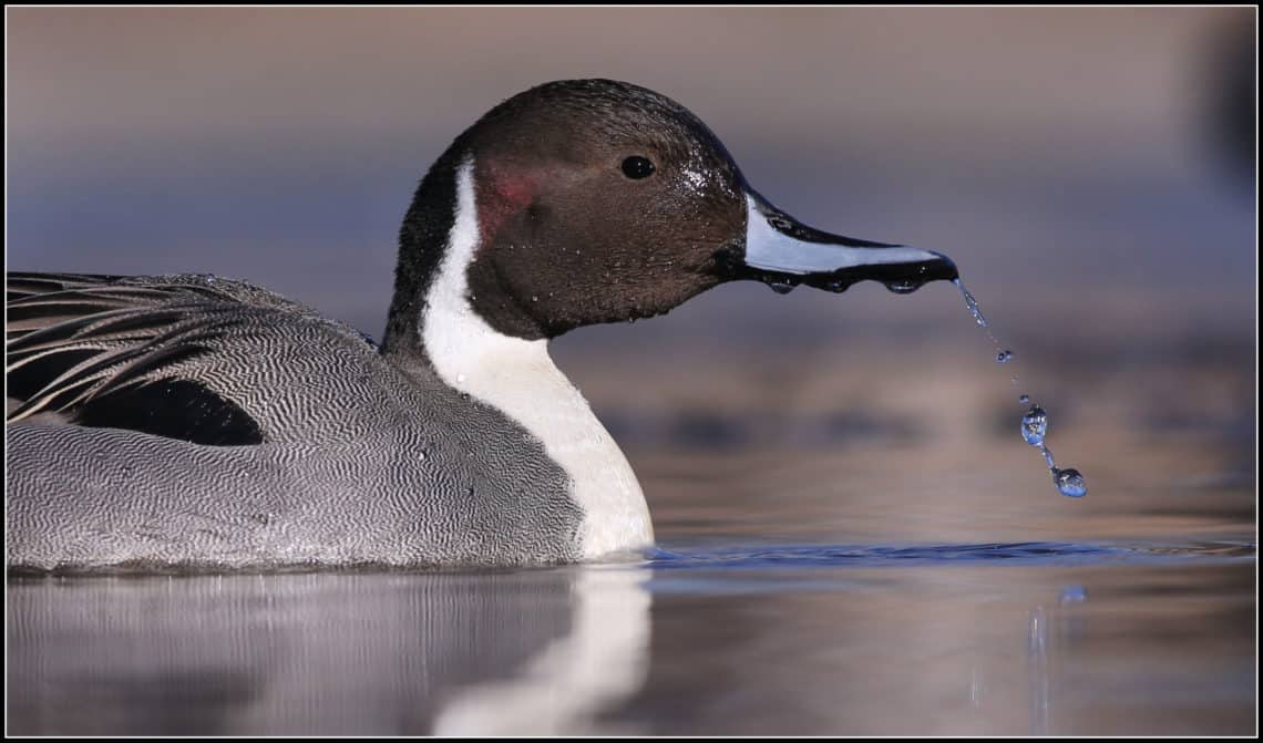 The North American Waterfowl Management Plan works to conserve birds like this Northern Pintail (photo courtesy of Winnu, public domain).