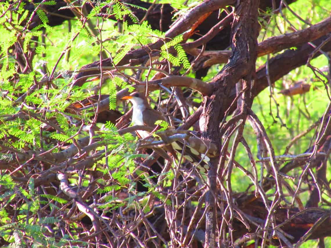 Yellow-billed Cuckoo in El Gavilán, Sonora (photo courtesy of Eduardo Sánchez).