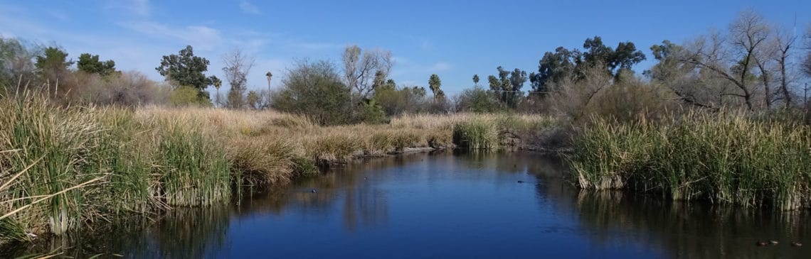 The riparian habitat at Sweetwater Wetlands is home to many birds and other wildlife (photo courtesy of Tucson Audubon Society).