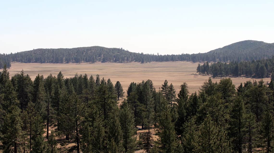 A high elevation meadow in Sierra San Pedro Mártir National Park was surveyed for the project (photo courtesy of Sula Vanderplank).