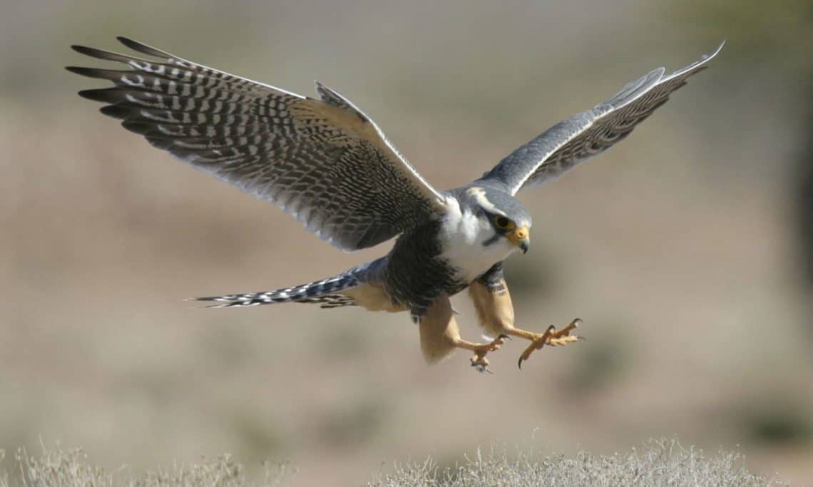 An adult aplomado falcon in flight (photo courtesy of Cal Sanford; The Peregrine Fund).