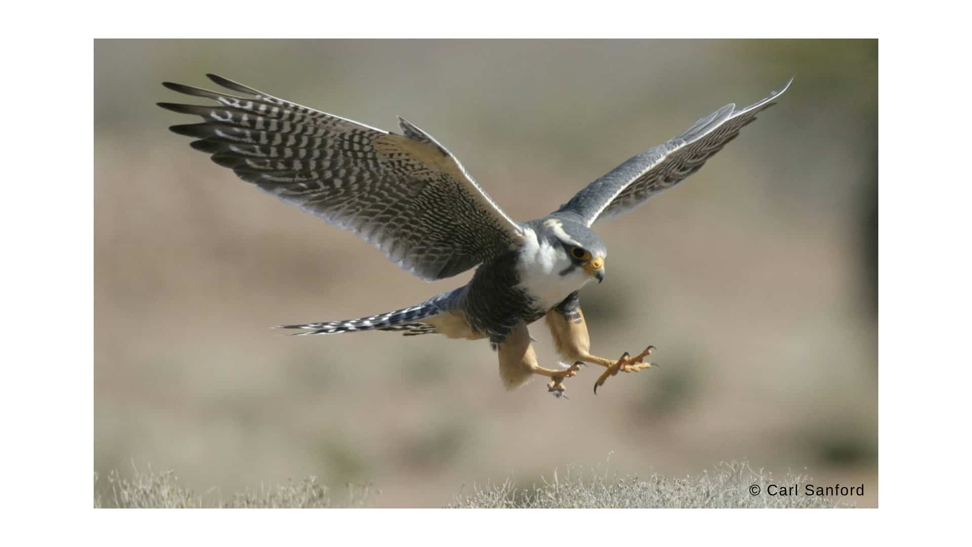Un halcón aplomado adulto en vuelo (foto cortesía de Cal Sanford; The Peregrine Fund).