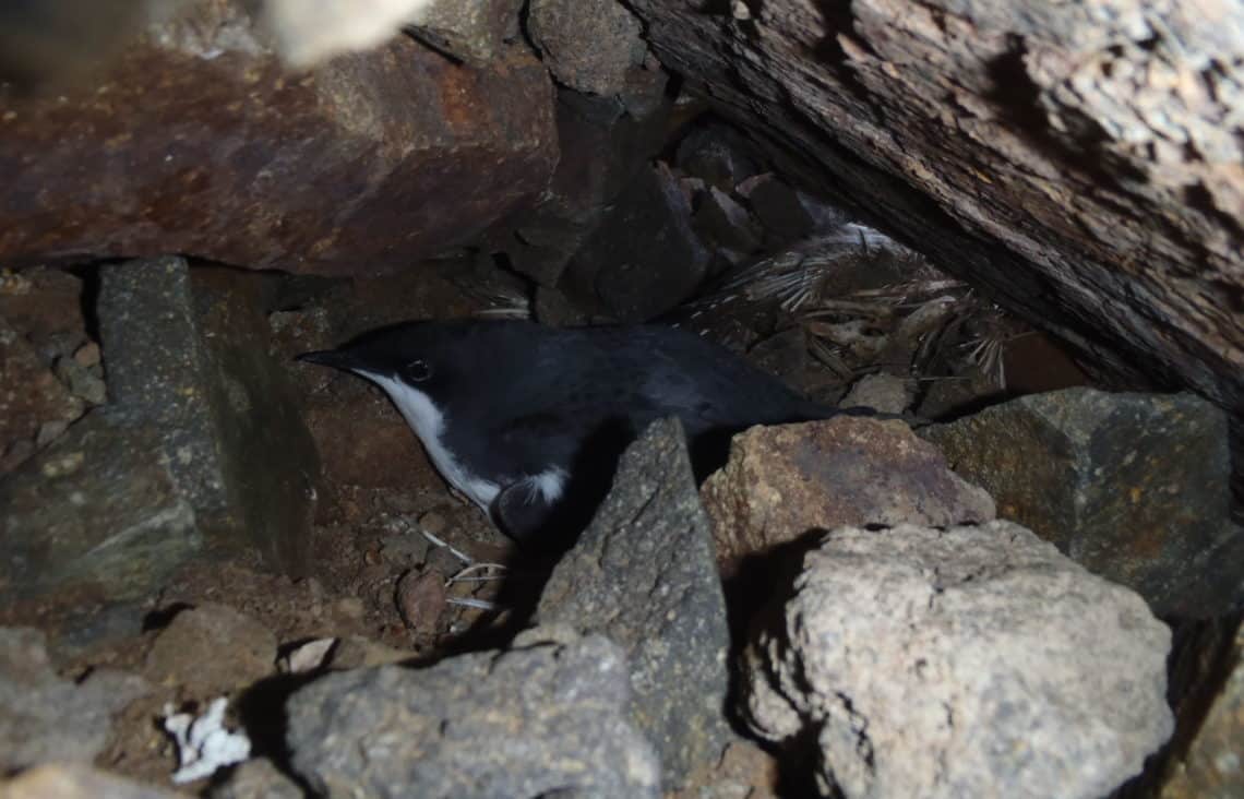 Scripps's Murrelets nest are often cryptic and hidden in rocky crevices or under shrubs (photo courtesy of Amelia DuVall).