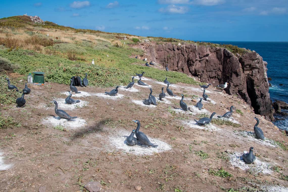 Artificial colony of Brandt's cormorant on Todos Santos Sur Island, Mexico (photo courtesy of GECI).