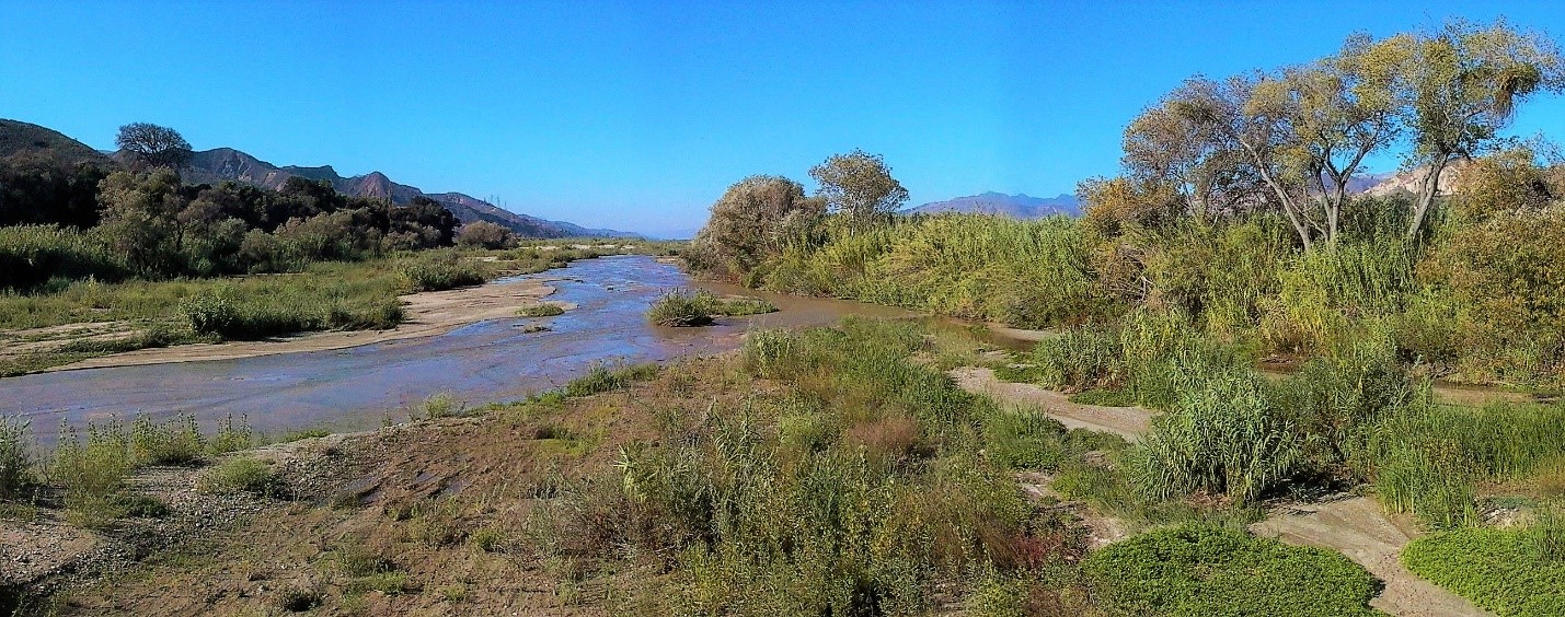 Vista del Río Santa Clara y los álamos y sauces nativos asociados y la vegetación ribereña de carrizo gigante no nativa (foto cortesía de Bruce Orr).