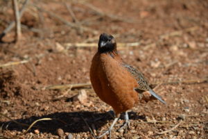 A captive male Masked Bobwhite Quail stands tall in the sunshine at Buenos Aires National Wildlife Refuge in southeastern Arizona (photo courtesy of Paula O’Briant).