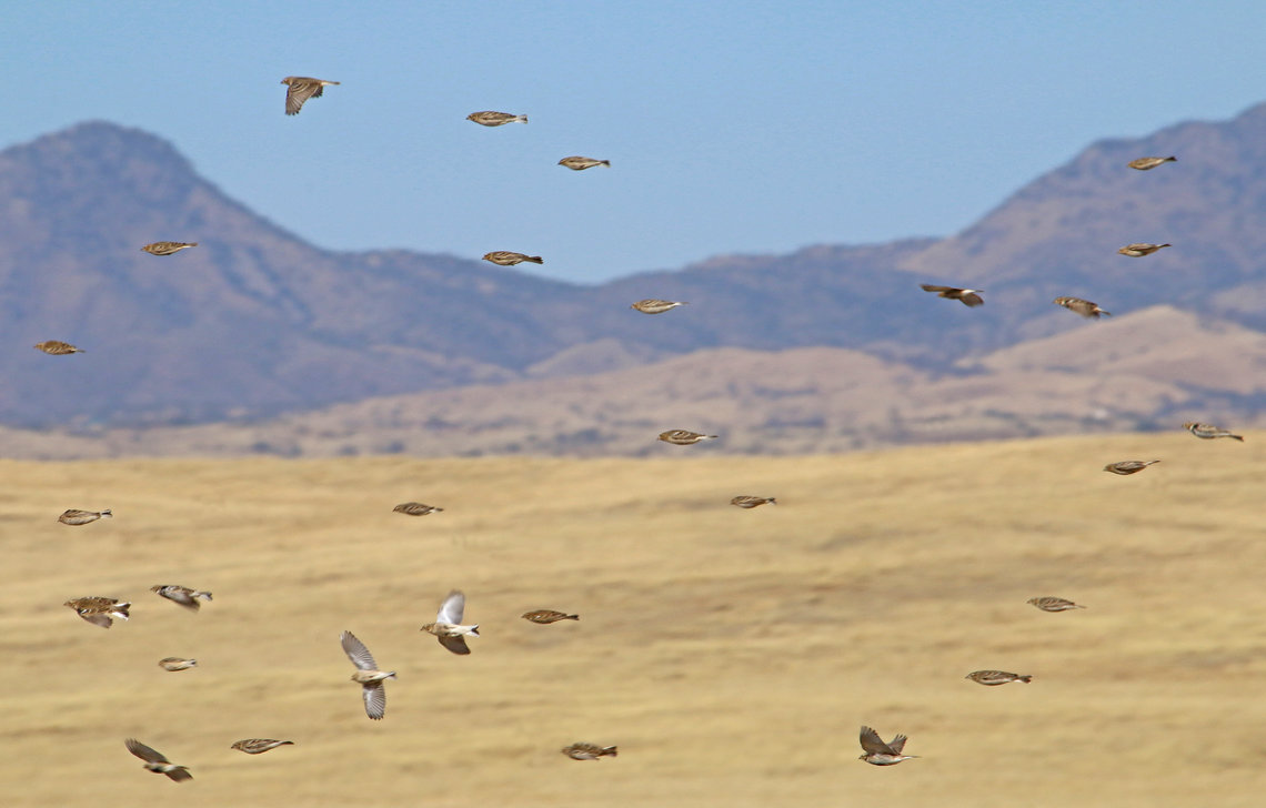 Chestnut-collared Longspurs take flight at Davis Pasture, Las Cienegas IBA (Photo courtesy of Richard Fray).