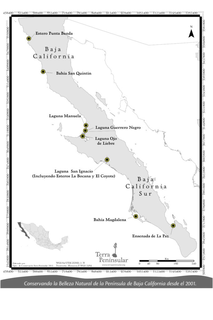 Map of the Baja California Peninsula showing the priority and potential sites of the monitoring program for migratory waterbirds (graphic courtesy of Terra Peninsular).