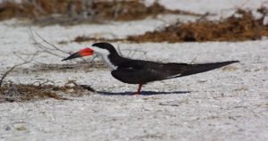 A Black Skimmer in Islote Afegua, La Paz, Baja California Sur, Mexico (photo courtesy of Edgar Amador).
