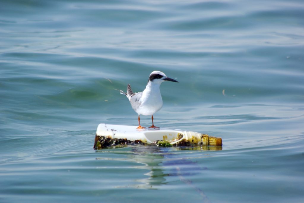 A Forster's Tern perches on floating wood in the ocean.
