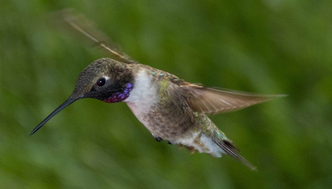 HMN’s trend analysis suggests relatively stable populations for the Black-chinned Hummingbird; however, their survivorship is negatively affected by increasing average maximum temperatures during the breeding season (Black-chinned Hummingbird by Rocky Raybell is licensed under CC BY 2.0). 