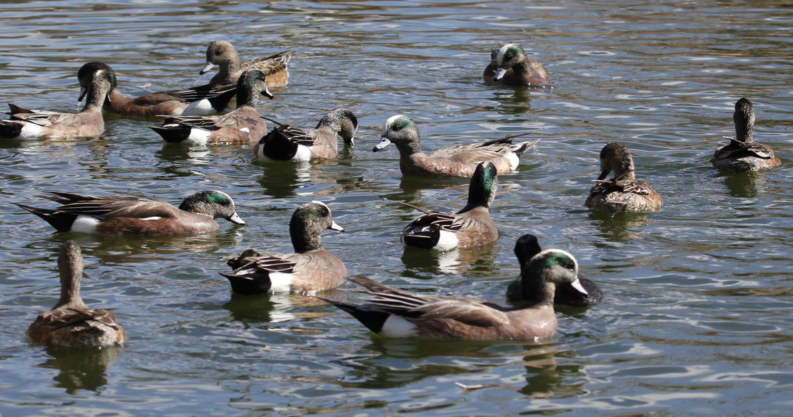 American Wigeon have become the most abundant species counted on surveys (photo courtesy of Emily Clark).