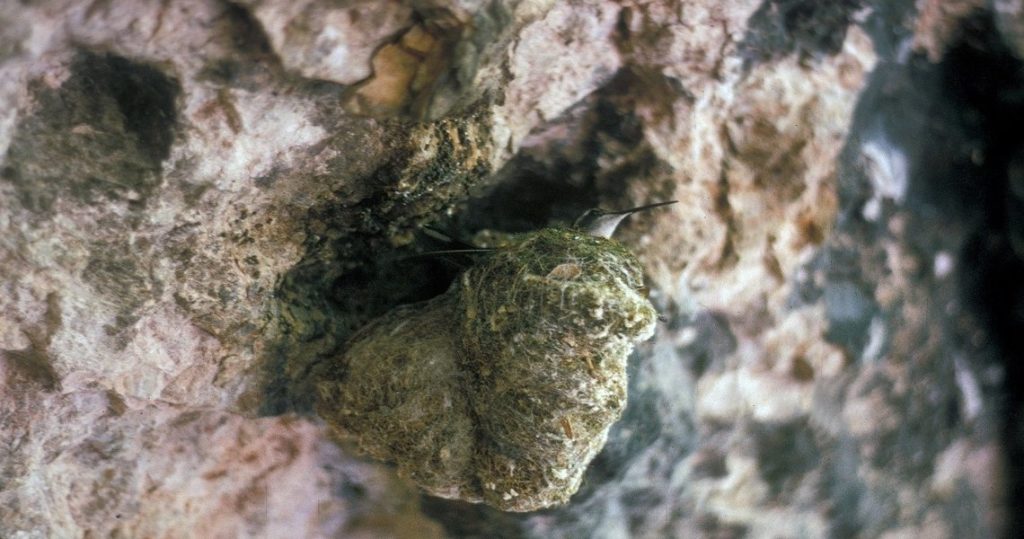 Noel and Helen Snyder’s 1970 photo of a Blue-throated Hummingbirds nest in the Chiricahua Mountains.