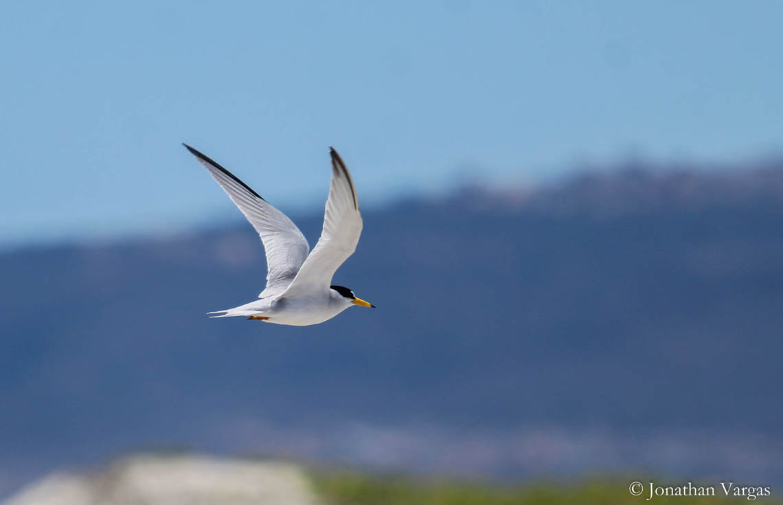 A CA Least Tern flies over the beach in Ensenada, Mexico.