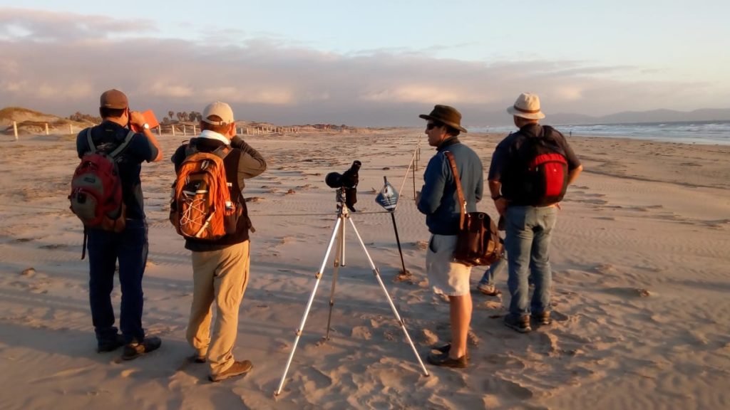 A team of researchers scouts for tern with binoculars and scopes.