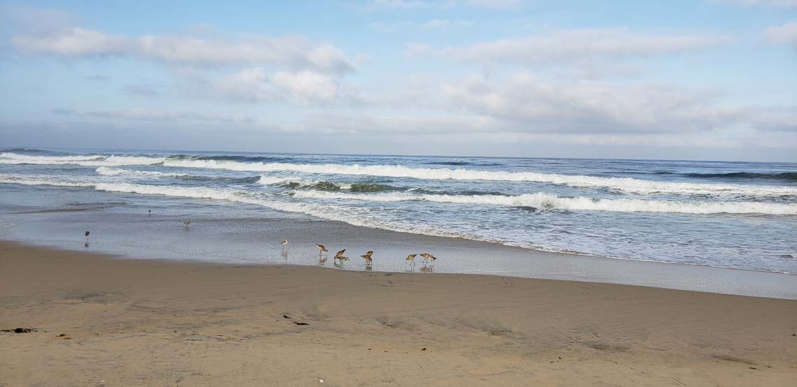 Marbled Godwit and Willet feed along the surf at Imperial Beach, CA.