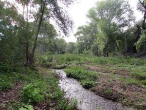 Yellow-billed Cuckoo’s riparian habitat on the Altar River near Tubutama, in nortwestern Sonora (photo by Alberto Macías-Duarte).