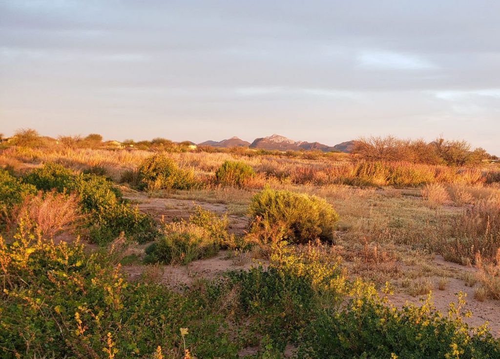 Bendire's Thrasher habitat in the Avra Valley outside Tucson, AZ (photo by Emily Clark).
