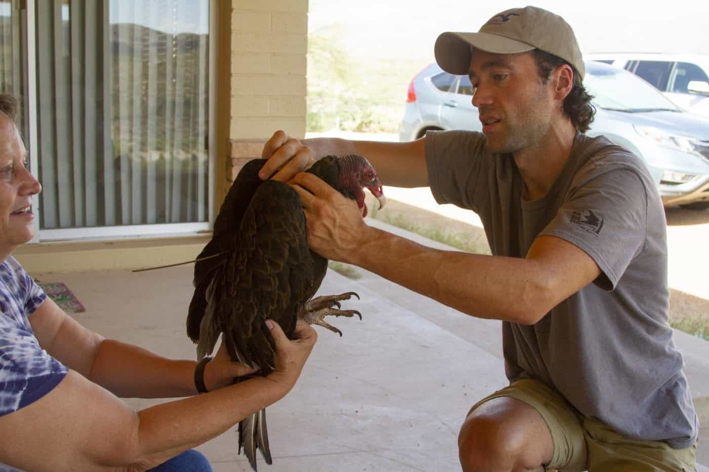 Dr. JF Therrien installing a tracking unit on a Turkey Vulture (photo courtesy of Dara Heward).