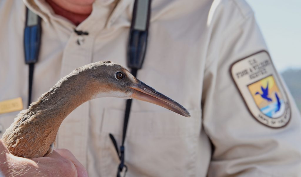 A Light-footed Ridgway's Rail ready for release at Batiquitos Lagoon (photo by Joanna Gilkeson/USFWS).