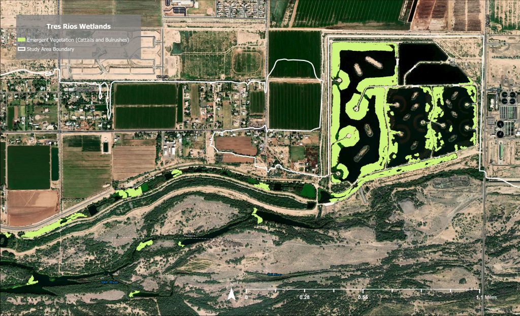 The first step in the process was to create a local map of emergent marsh for the Tres Rios Wetlands (courtesy of Audubon Arizona).