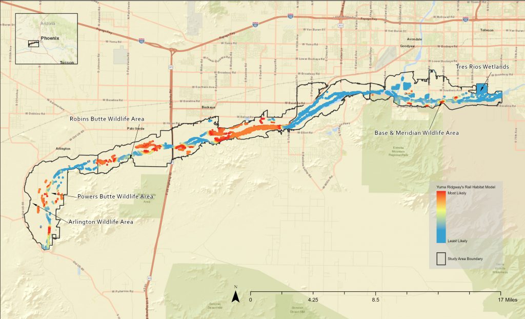 The completed model shows habitat suitability for rail along the Lower Gila (courtesy of Audubon Arizona).