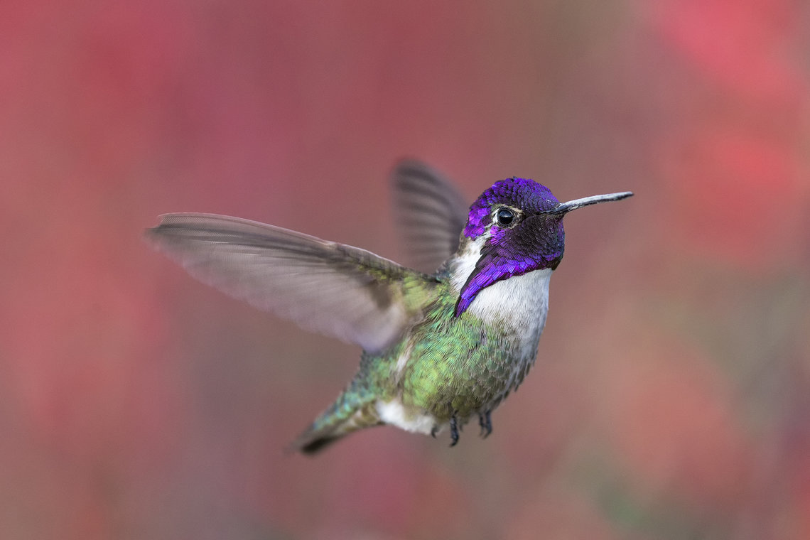 A stunning Costa’s Hummingbird is one of the many species you can see at the San Diego Bird Festival (photo by Ed Hale).