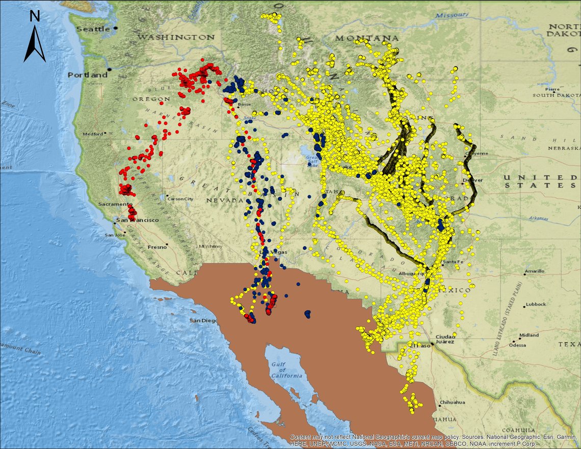 Distribución de las tres poblaciones de grullas grises (Población del Valle Central en rojo; Población del Bajo Valle del Río Colorado en azul; Población de las Montañas Rocallosas en amarillo) con base en las grullas marcadas asociadas (mapa de USFWS).
