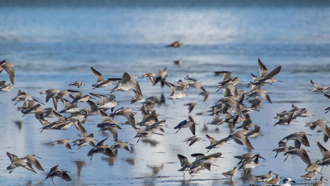 A flock of Red Knots flies over to their next foraging site (photo by Julián García Walther).