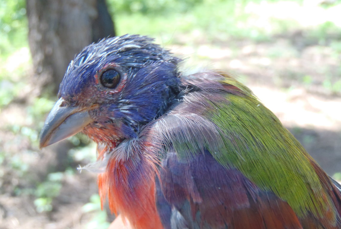 Painted Bunting in the middle of its molt process in the SJV region (photo by Adam Hannuksela).