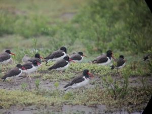 Flock of oystercatchers roosting in Bahía Santa María during the winter season (photo by Eliseo Salazar).