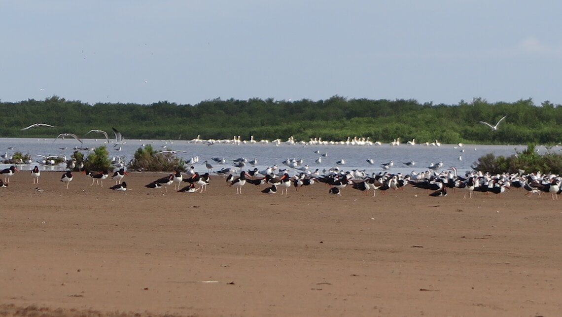 Flock of oystercatchers roosting in Costa Azul, Bahía Santa María (photo by Guillermo Fernández).