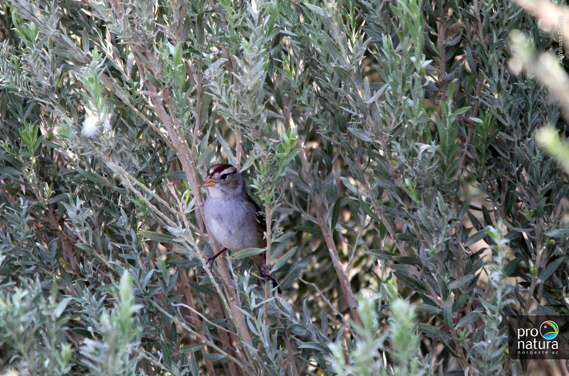 A White-crowned Sparrow sighted in cachanilla plants, along the Colorado River in the Morelos Dam, Mexicali, Baja California (photo courtesy of Yuliana Dimas / PNO).
