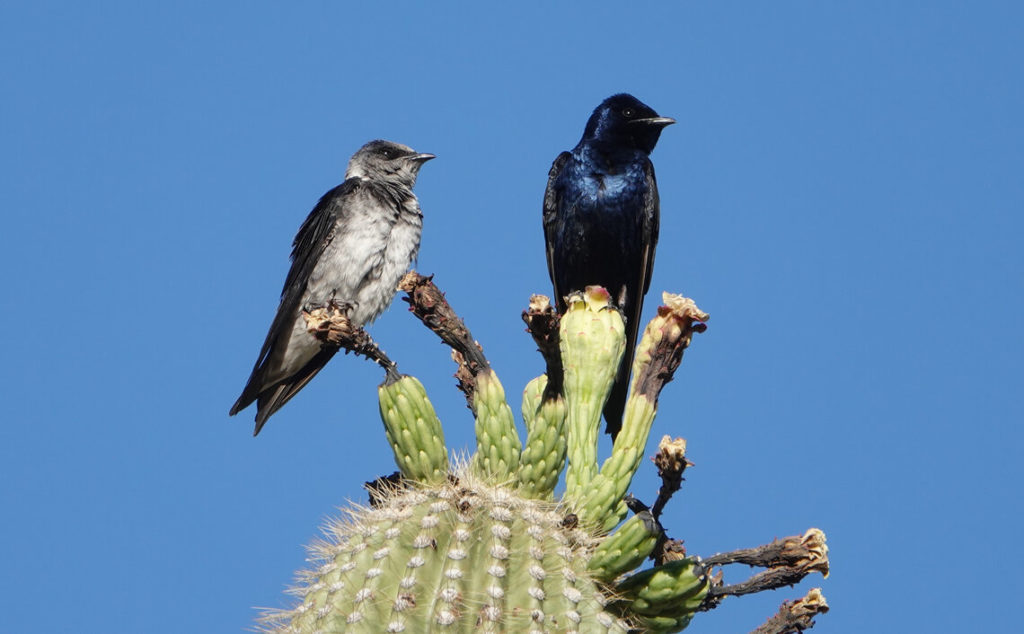 A pair of PUMA perches on top of a saguaro cactus; females of this subspecies are lighter in color than eastern birds (photo by Keith Wiggers).