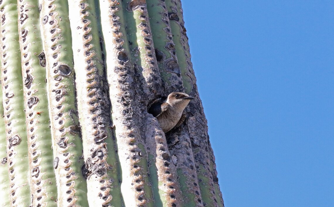 A female PUMA pokes her head out of a nesting cavity at Greasewood Park in Tucson (photo by Richard Fray).