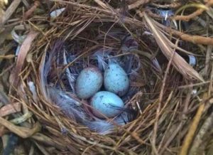 Belding’s Savannah Sparrow nest observed in the summer of 2017 at Estero de Punta Banda, Baja California, Mexico (photo courtesy of Hiram Moreno Higareda).