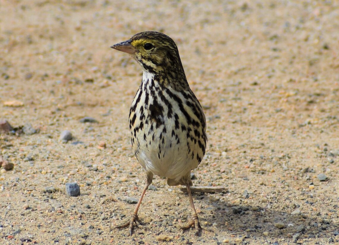 A Belding’s Savannah Sparrow adult sighted in the summer of 2018 at Estero de Punta Banda, Baja California, Mexico (photo courtesy of Hiram Moreno Higareda).