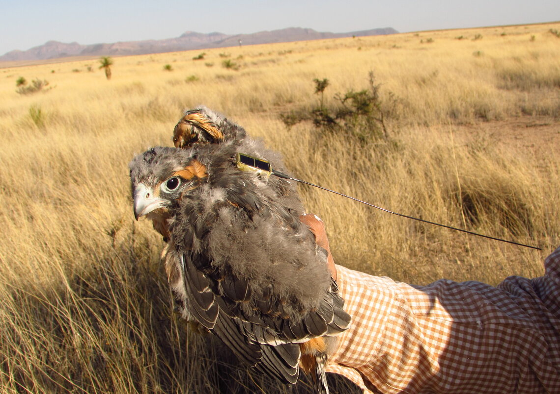Northern Aplomado Falcon chick equipped with a satellite transmitter (photo courtesy of Alberto Macías Duarte).