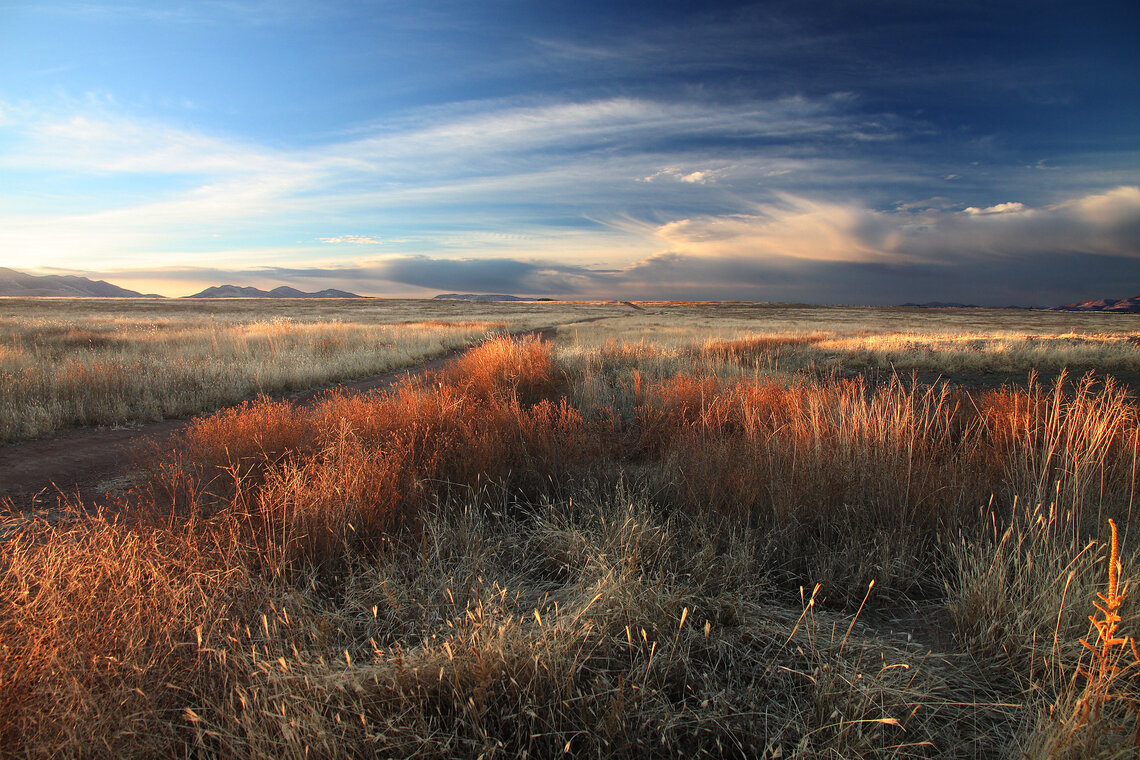 Pastizales del Valle de San Rafael, sureste de Arizona (foto cortesía de Alan Schmierer).