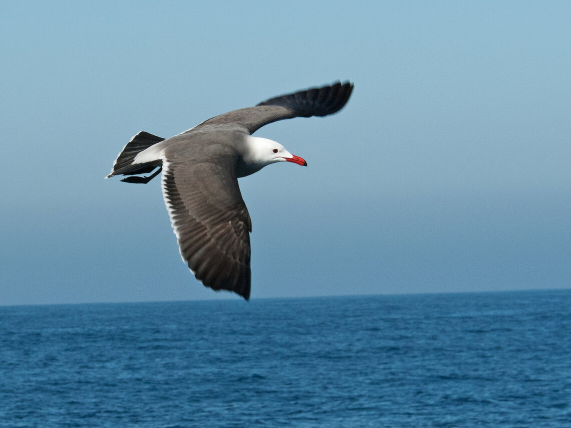 Heerman's Gull in flight  by Dave Krueper.