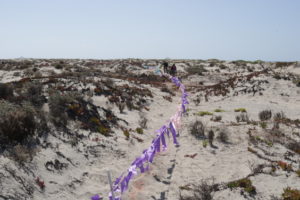 Fladry system to deter coyotes, the main predators of Least Tern nests and chicks (photo by Liliana Ortiz).