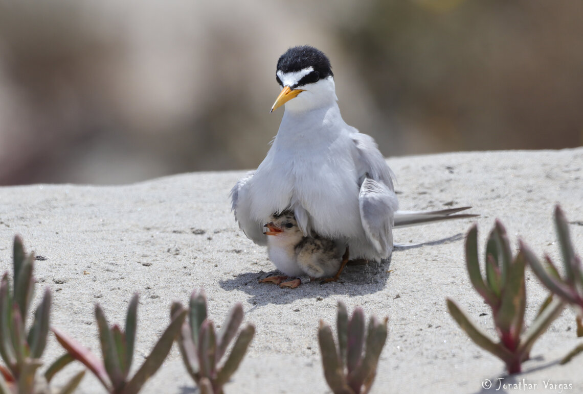 Least Tern brooding its chicks in the nesting colony of the Estero de Punta Banda, Baja California (photo by Jonathan Vargas).